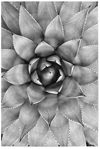 artboxONE Poster 30x20 cm Schwarz-weiß Natur Agave Photography - Bild Agave Cactus Kaktus