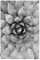 artboxONE Poster 30x20 cm Schwarz-weiß Natur Agave Photography - Bild Agave Cactus Kaktus