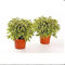 Ficus Benjamina Variegated Kinky Weeping Fig