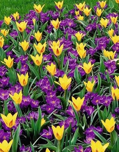 Mega-Pack Tulpe-Krokus Mix Spacy Spring, wichtige frühe Nahrungsquelle für Bienen & Co, Wuchshöhe ca. 15-25 cm, mehrjährig und winterhart, gute Verwilderung