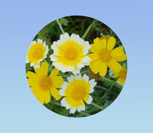 50 graines CHRYSANTHEME COMESTIBLE - FLEUR ET FEUILLAGE COMESTIBLE -