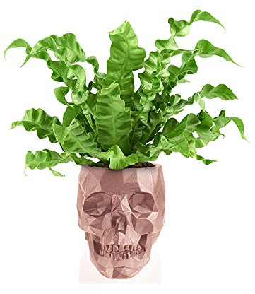 Nid fougère Pot de Fleur tête de Mort Or Rose diamètre 11 cm et 14 cm de Haut