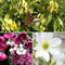 3 x Immergrüne Kletterpflanzen Mix: Geißblatt Henryi (Gelb) + Akebia Quinata (Rot) + Clematis Early Sensation (Weiß) | 3 X 1,5 Liter Topf