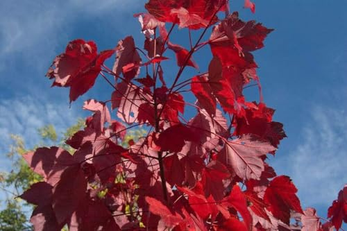 Rot-Ahorn Ac. rubrum Pflanze 25-30cm Scharlach-Ahorn Sumpf-Ahorn Ahorn