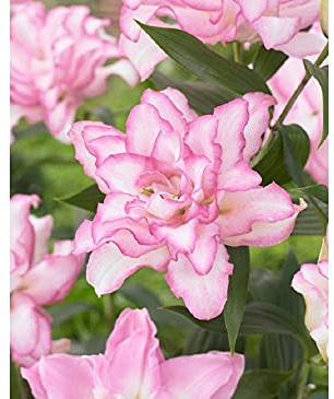 5x Blumenzwiebeln Orientalische Lilie Josephine rosa bis 120 cm Höhe *RARITÄT*