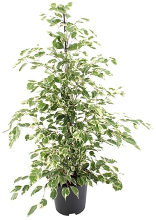 Ficus Benjamina Twilight, inomhusväxt, grön, blomkruka 21 cm, 95 cm