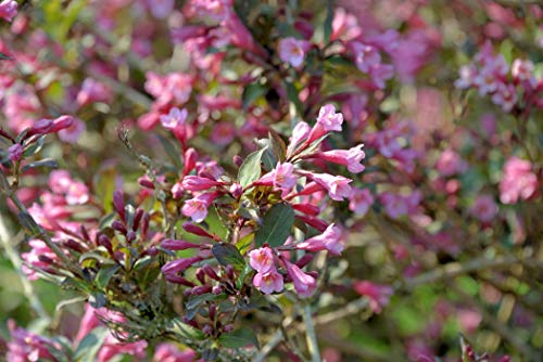 Rotblättrige Weigelie Weigela florida 'Purpurea' ca. 40-60cm