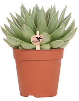 Kolibri Greens | Grünpflanze - Sukkulente Echeveria Miranda - grüne Zimmerpflanze - frisch aus der Gärtnerei - Ø12cm