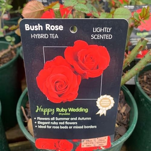 GARTHWAITE NURSERIES® : - Potted 2 Litre Hybrid Tea Rose Ruby Wedding Perennial Plant