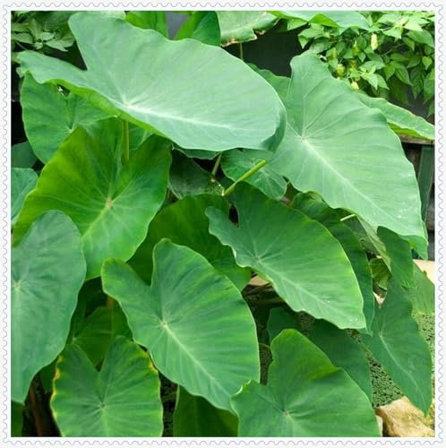 Oreja de elefante bulbos,colocasia Plantas,Elefante Orejas Bulbos,Bulbos de alocasia,colocasia esculenta,Elefante planta,natural colocasia,planta de jardín,plantas raras.-3bulbos-greenB