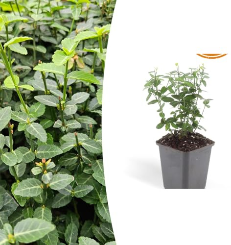 Euonymus fortunei radicans | 24 Stück - 10-25cm - Ø9cm - Gartenpflanze