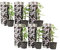 Plant in a Box - Jasminum 'Officinale' - 6er Set Jasmin Pflanze Winterhart - Topf 9cm - Höhe 25-40cm