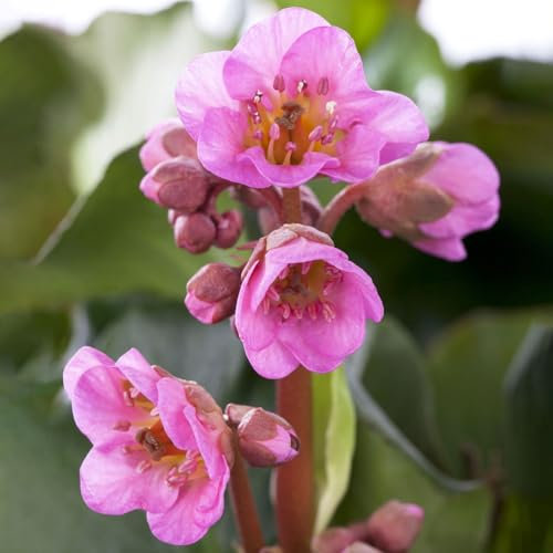 Bio Bergenie 'Abendkristall' rosa, Topf-Ø 12 cm, 3er-Set