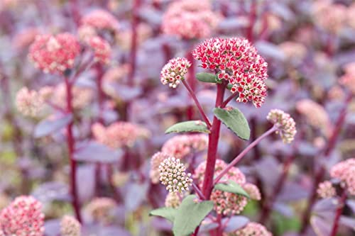 Sedum telephium 'Red Cauli' ca. 11x11 cm Topf - Fetthenne, rote Blüten, Blütezeit August-Oktober, ideal für Steingärten, trockenheitsresistent, pflegeleicht
