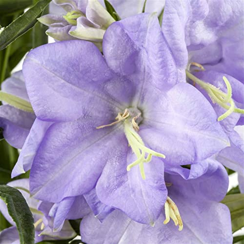 Bio Pfirsichblättrige Glockenblume blau, Topf-Ø 11 cm, 3er-Set