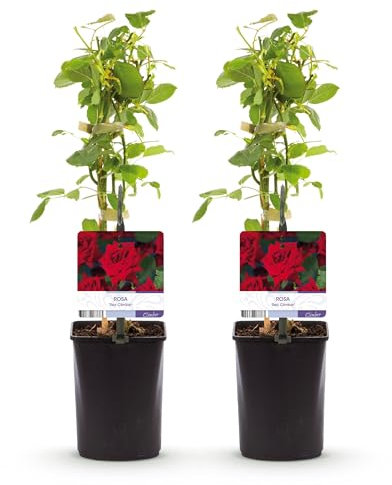 GreenboutiQ - Kletterrose - Rosa Red Climber - Blüte Rot - Wenig Pflege - 2 Pflanzen - Topf 11cm Höhe 40cm