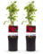 GreenboutiQ - Kletterrose - Rosa Red Climber - Blüte Rot - Wenig Pflege - 2 Pflanzen - Topf 11cm Höhe 40cm