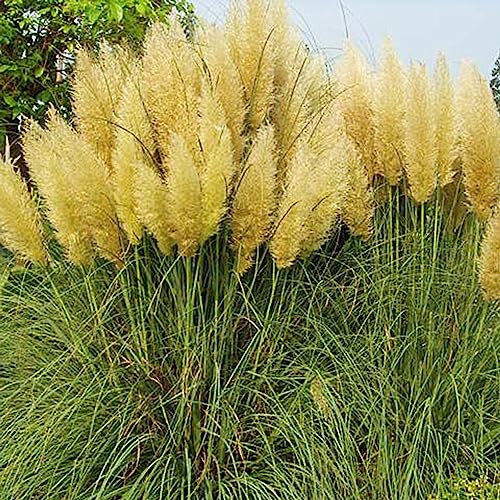 Rotyroya 200 Pcs Cortaderia Selloana Graines, Pampa Herbe Jardin Plante Ornementale Décor À La Maison Jaune Graines de Cortaderia Selloana