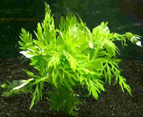 Mühlan - 1 Bund Indischer Wasserstern (Hygrophila Difformis), ideal für Diskusbecken