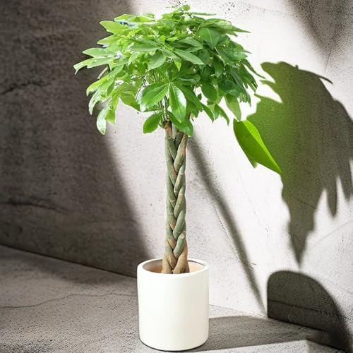 3 pcs glückskastanie samen,geldbaum gartenpflanzen gewächshaus balkon bio saatgut bonsai baum garten blumen deko wohnzimmer gartenpflanzen winterhart mehrjährig winterharte pflanzen