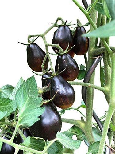Tomate -Blue Keyes- 10 Samen