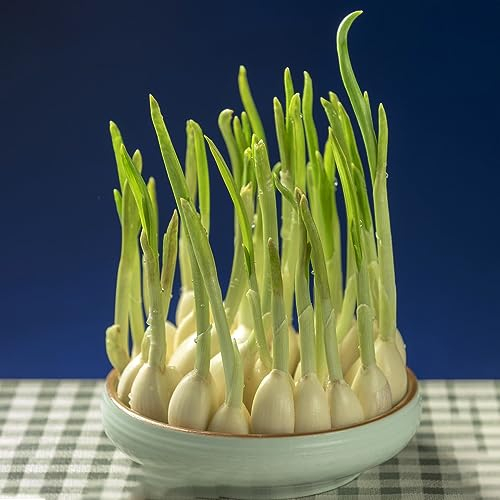 8 pcs Knoblauchzwiebeln/Pflanzknoblauch Winterhart Zwiebeln geschenke für gartenfreunde Steckknoblauch Frühjahr gartenpflanzen winterhart mehrjährig küchenkräuter gartenpflanzen winterhart