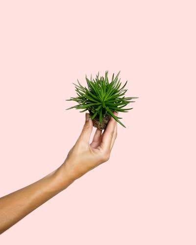Senecio Himalaya | Mini Planta Natural | Pur Plant