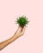 Senecio Himalaya | Mini Planta Natural | Pur Plant