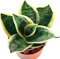 Lengua de la suegra: Un toque tropical para tu hogar. Aprovecha su versatilidad y encanto exótico Planta Natural de Fácil de Mantener en maceta de 8,5cm