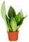 Bloomique - Sansevieria Moonshine - Schwiegermutterzunge - Bogenhanf - Zimmerpflanzen - Luftreinigend - Sehr pflegeleicht - 30-40 cm Hoch - Topf 12 cm
