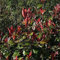 3 x Photinia fraseri 'Little Red Robin' 25-30 cm en maceta - Una variedad de follaje que va del verde brillante al rubor
