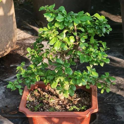 fukientee bonsai samen - kübelpflanzen winterhart mehrjährig bio saatgut bonsai baum exotische pflanzen winterhart bonzai baum pflanzendeko exotische pflanzen balkongarten 5pcs
