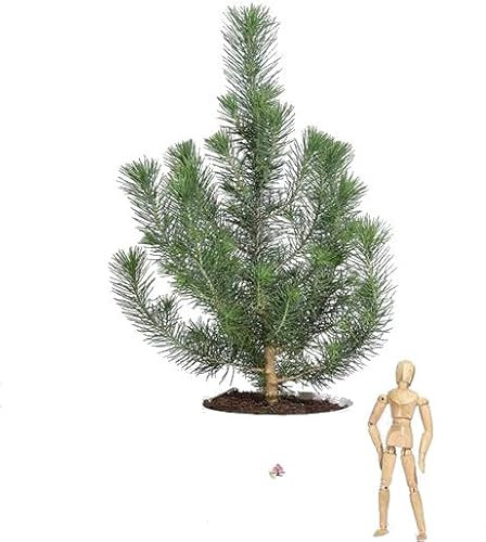 Pinus Pinea Natural Abeto de Navidad Resistente