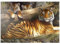 MyPuzzle Wachsame Tiger im Dschungel - Premium 1000 Teile Puzzle - MyPuzzle Sonderkollektion von Puzzle Galaxy