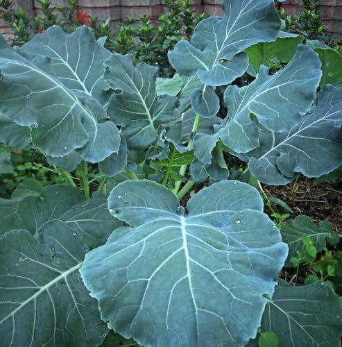 Georgia Southern Collard Seeds, Vegetable Garden, 200 Seeds, Green