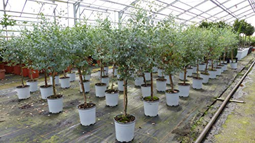 gruenwaren jakubik 2 Stück Eucalyptus Gunni Stamm Eukalyptusbaum, 70-90 cm, Pflanze winterhart