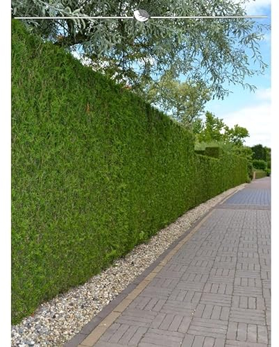 Lebensbaum Thuja Brabant 200-225 cm. 3 Thuja Pflanzen. Sichtschutz Hecke