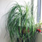 elefantenfuß pflanze samen pflanzen für draußen winterhart elefantenfuß winterharte kübelpflanzen, succulent wohnzimmer deko, hängepflanze pflanzen wand, balkon deko gartenpflanzen 15pcs