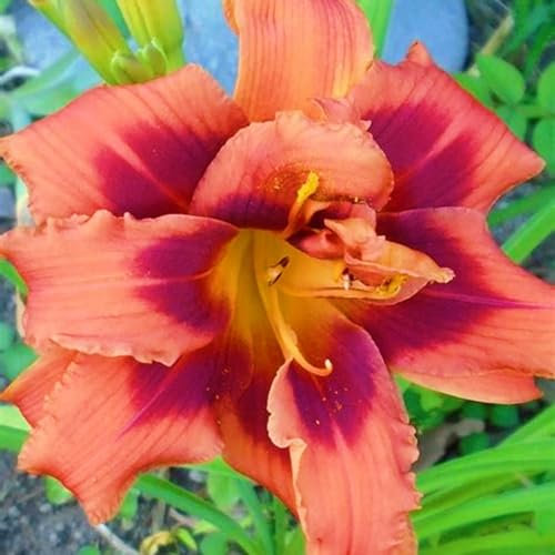 Taglilien Zwiebeln-Winterhart MehrjäHrig,Taglilien Pflanzen,Taglilien Rhizome,Hemerocallis Pflanzen,Einfach Zu Pflanzen,Gartendekoration-3zwiebeln-c