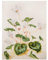 Bilderwelten Glasbild - Anna Maria Sibylla Merian - Weiße Veilchen 80 x 60cm