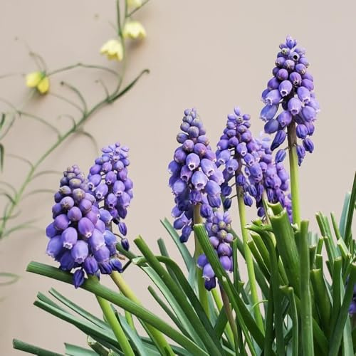2zwiebeln hyazinthen - züchten frühlingsblumen, minigarten deko zimmerbonsai blumenzwiebel balkonpflanzen