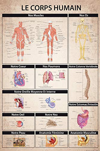 1art1 Der Menschliche Körper Poster Le Corps Humain Plakat | Bild 91x61 cm
