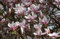 Magnolia soulangiana Tulpenmagnolie im Topf gewachsen ca. 60-80cm