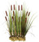 vdvelde.com - Große Rohrkolbe - 15 Stück - Lose Stecklinge - Typha Latifolia rohrkolben - - 15 wasserpflanzen für 1 m² - Ausgewachsene Höhe: 120 cm - Platzierung: -1 bis -20 cm