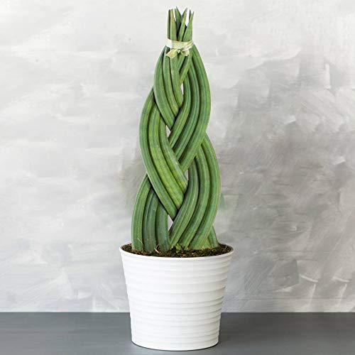 Sansevieria Tressé - Twister | Cadeau Plante d'intérieur à Feuillage Persistant de 30 à 40 cm pot inclus