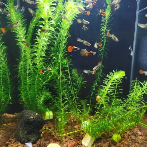 200 piezas Semillas de plantas acuáticas acuario de plantas acuáticas acuario de plantas Las plantas perennes son plantas perennes resistentes. jardín de plantas Plantas resistentes