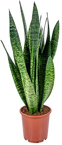 Bloomique - Sansevieria Zeylanica - Bogenhanf - Sukkulenten - Zimmerpflanzen - Sehr Pflegeleicht - Höhe 60-70 cm - Topf 17 cm
