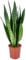 Bloomique - Sansevieria Zeylanica - Bogenhanf - Sukkulenten - Zimmerpflanzen - Sehr Pflegeleicht - Höhe 60-70 cm - Topf 17 cm