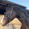 Knotenhalfter für Bodenarbeit Pferd - Knotenhalfter Cob optimal für Freiarbeit, Bodenarbeit, Führ- oder Verladetraining (Warmblut (Full), Royalblau-Weiss)