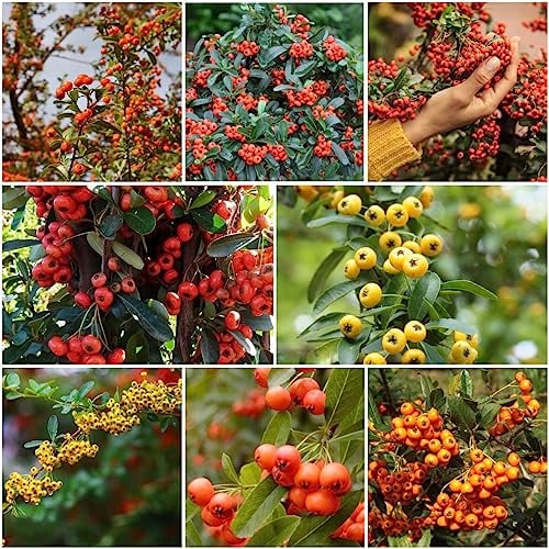 50 pcs feuerdorn pflanze winterhart samen - bonsai baum winterharte stauden mehrjährig,Pyracantha fortuneana, bäume garten winterhart frisches obst obstsamen luftreinigende